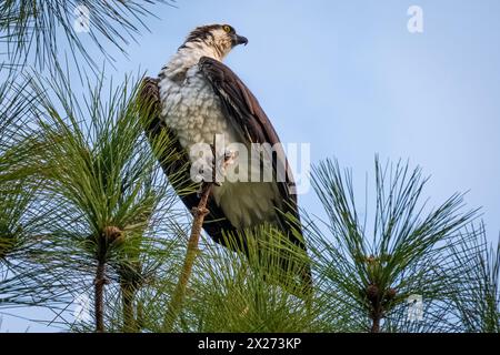 Osprey (Pandion haliaetus) at Sawgrass Village in Ponte Vedra Beach, Florida. (USA) Stock Photo