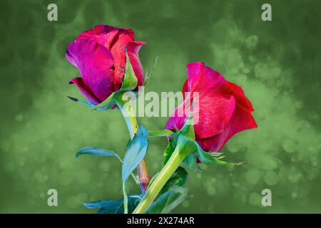 Two red roses on a green bokeh background. Stock Photo