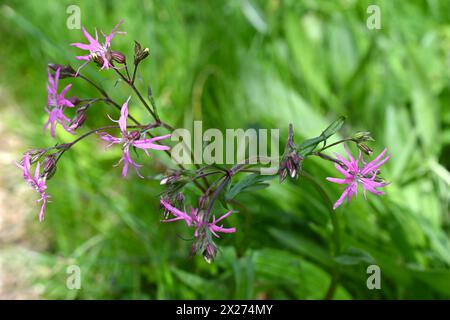 Pink, summer flowering ragged-robin, Silene flos-cuculi growing in a meadow in UK cottage garden April Stock Photo