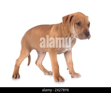 puppy american pit bull terrier and chihuahuain front of white background Stock Photo