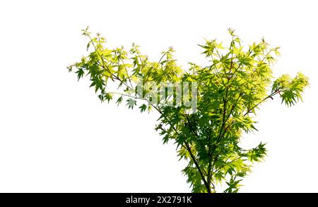 Japanese maple branches with green leaves isolated on white with clipping path included, copy space, graphic resource Stock Photo