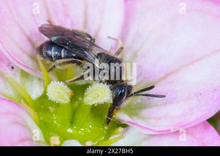 Detailed closeup on a dwarf mining bee of the Andrena minutula group, sipping nectar from a pink Saxifraga flower Stock Photo