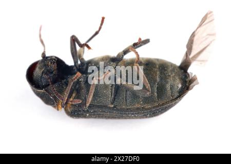 Woodboring beetle (Hadrobregmus pertinax), a common household pest.  isolated on a white background. Stock Photo