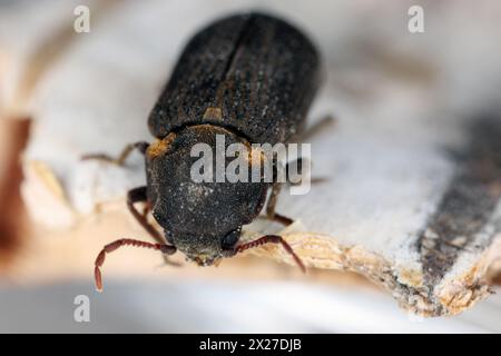 Common Death Watch Beetle (Hadrobregmus pertinax, Anobium pertinax), adult. Stock Photo