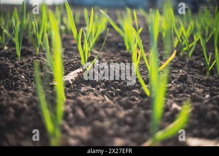 Young Garlic Sprouts Emerging in Fertile Soil at Dawn in a Rural Garden. Stock Photo