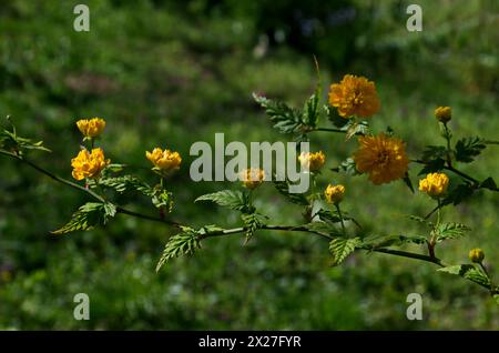 Flowering of a dwarf sunflower plant in a garden, Sofia, Bulgaria Stock Photo