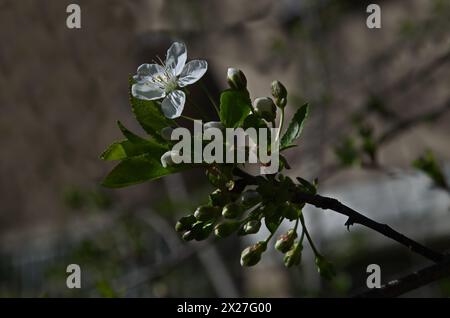 Branch with fresh sour cherry blossom or Prunus cerasus in the garden, Sofia, Bulgaria Stock Photo