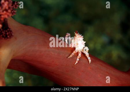 Candy Crab (Hoplophrys oatesi, aka Soft Coral Crab) on a Coral. Ambon, Indonesia Stock Photo