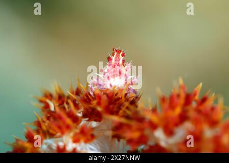 Candy Crab (Hoplophrys oatesi, aka Soft Coral Crab) on a Coral. Ambon, Indonesia Stock Photo