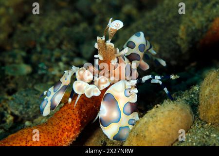 Harlequin Shrimp (Hymenocera elegans) Feeding on a Sea Star. Ambon, Indonesia Stock Photo