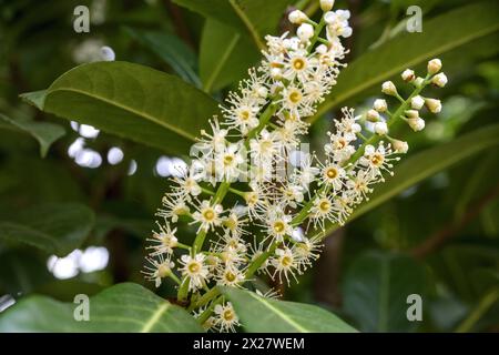 Close up of white flowers of cherry laurel close up, like pretty stars Stock Photo