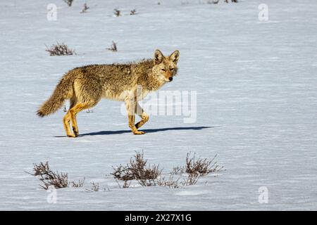 Young coyote (Canis latrans) in a snow covered meadow on a mid-spring morning in Lassen County California Stock Photo