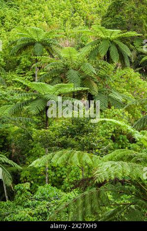 Tropical rainforest in the Nasouri Highlands of Viti Levu, Fiji. Stock Photo