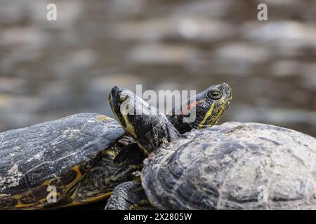 Close-up horizontal photo of Red-eared Slider and Yellow-bellied Slider as they basks in the sun on a log in pond. Stock Photo