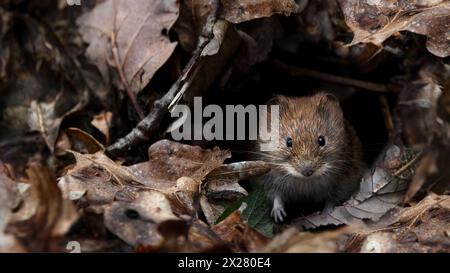 A close-up of a bank vole (Clethrionomys glareolus) in it's hole surrounded by fallen leaves Stock Photo