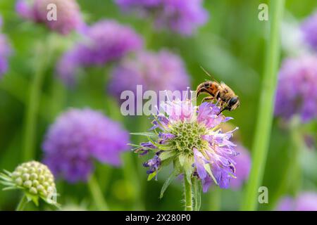 macro of a bee sitting on scabiosa blossom in mountain meadow with blurred bokeh background Stock Photo