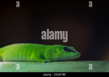 Madagascar giant day gecko (Phelsuma grandis) on the bamboo. Close-up. Selective focus. Gecko background. Stock Photo