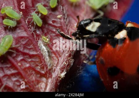 extra macro 5x image of a ladybug sitting on a rose leaf and destroying eats green aphids close up Ladybird portrait Stock Photo