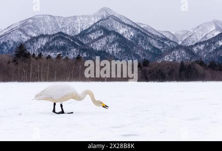 Whooper Swan feeding, Lake Kussharo, Hokkaido, Japan with winter mountain landscape background Stock Photo