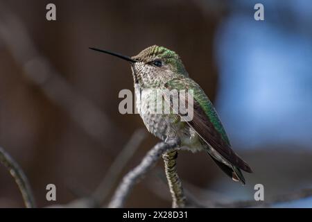 A young Anna's hummingbird (Calypte anna) sits on a twig. Stock Photo