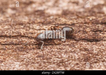 Acorn Ant (Temnothorax schaumii) Stock Photo