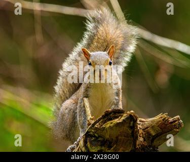 squirrel climbing on fallen log in the woods and posing for the camera Stock Photo