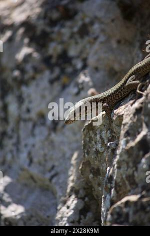 Viviparous Lizard 3 Stock Photo