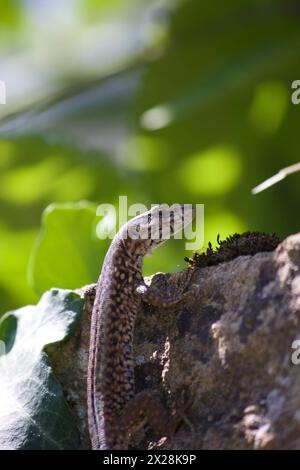 Viviparous Lizard 2 Stock Photo