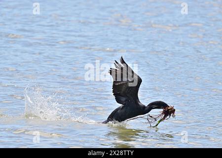 Double-crested Cormorant Flying Over Water with Nesting Weeds Stock Photo
