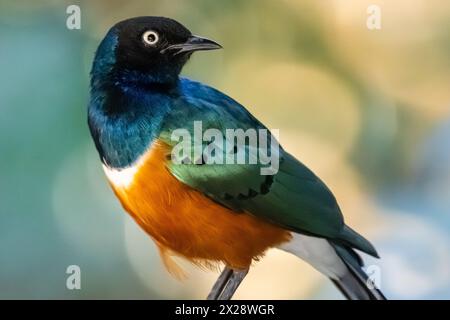 Colorful Superb Starling (Lamprotornis superbus) at Zoo Atlanta's Living Treehouse aviary in Atlanta, Georgia. (USA) Stock Photo