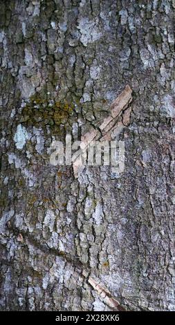 Vertical tree bark background. Tree skin. Stock Photo