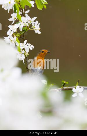 European robin Erithacus rubecula, adult perched on apple twig with blossom, Suffolk, England, April Stock Photo