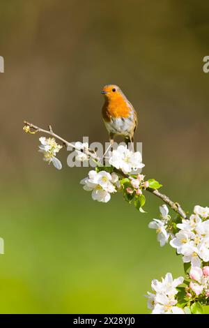 European robin Erithacus rubecula, adult perched on apple twig with blossom, Suffolk, England, April Stock Photo