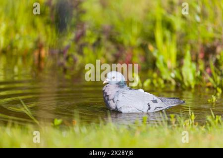 Stock dove Columba oenas, adult bathing, Suffolk, England, April Stock Photo