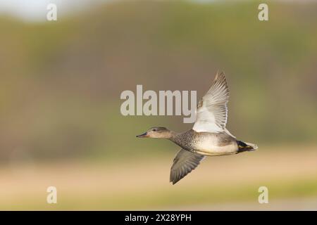 Gadwall Anas strepera, adult male flying, RSPB Minsmere nature reserve, Suffolk, England, April Stock Photo