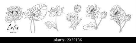 Lotus, Water Lily flower line art vector drawing.  Stock Vector