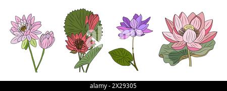 Lotus, Water Lily flower colored vector drawing.  Stock Vector