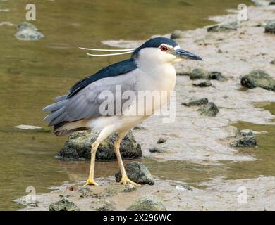 Black-crowned night-heron (Nycticorax nycticorax) Agia Varvara, Cyprus. Stock Photo