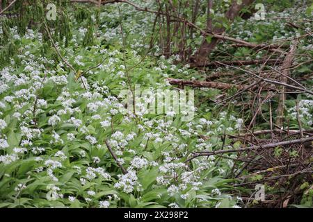 large-scale blooming wild Garlic colony in the Forest Stock Photo