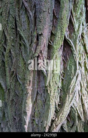 tree bark close-up, natural sun light from the side, vertical shot Stock Photo