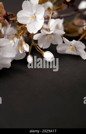 White Blossoms on Black Ground Stock Photo
