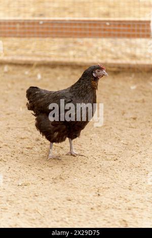 Black chicken gracefully moves across a dry dirt field, its feathers shimmering in the sunlight. Stock Photo