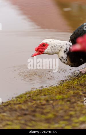 Muscovy Duck Foraging at Farmstead at Dusk. Selective focus. Vertical photo Stock Photo