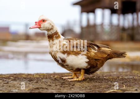 Muscovy Duck Foraging at Farmstead at Dusk. Selective focus. Close up Stock Photo