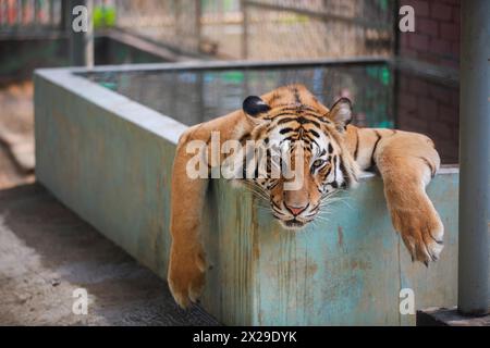 At the moment, the intense heat is going on in Bangladesh. Its effect is on zoo animals. Photo of restless tiger in summer was taken on 18 April 2024. Stock Photo