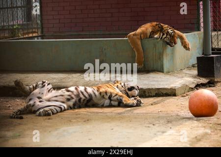 At the moment, the intense heat is going on in Bangladesh. Its effect is on zoo animals. Photo of restless tiger in summer was taken on 18 April 2024. Stock Photo