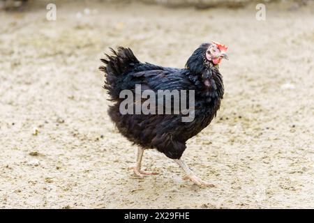 Chicken are seen standing on top of a dirt ground, pecking and scratching at the surface. Stock Photo
