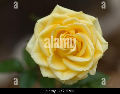Yellow fully opened rose flower, macro floral background Stock Photo