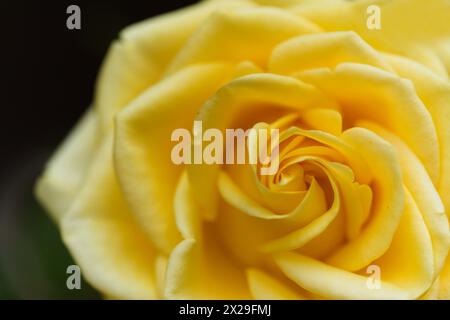 Yellow fully opened rose flower, macro floral background Stock Photo