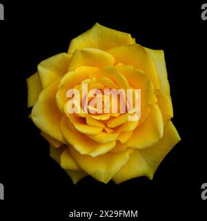 Yellow fully opened rose flower, isolated on black background Stock Photo